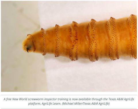 Abbott launches free New World screwworm inspector training
