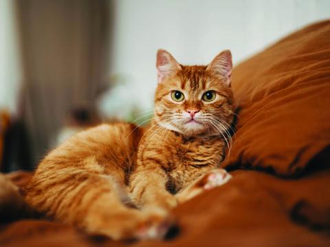 Pet Talk
