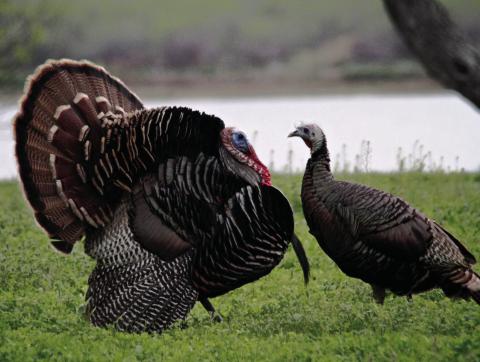 Regulations comment, Grassland Incentive deadlines nearing