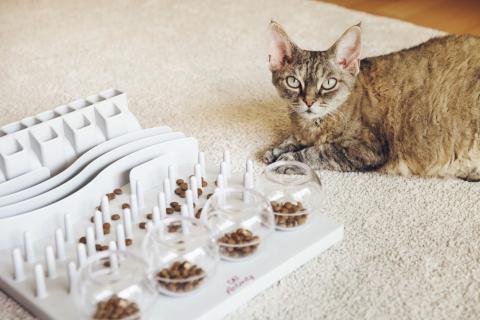 Pet Talk