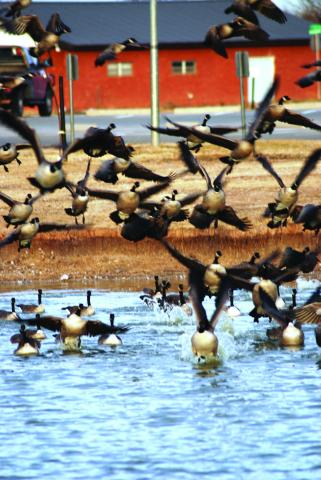 AWAITING IMMUNITY--Cackling and Canada geese flush from the Hereford Aquatic Park Pond, the site of goose mortalities in December from Avian Influenza. Goose mortalities have also occurred in Amarillo and Lubbock. As geese stay exposed over a longer time period, immunity is apparently building in the population and fewer mortalities are expected as spring migration builds. (Photo by Jim Steiert)