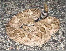 A common snake in Castro County and in the Texas Panhandle is the Western Diamondback Rattlesnake.