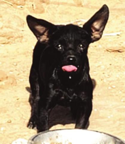 An emaciated, abandoned dog left to starve was found on CR 516 by the Sheriff’s Office. Deputies gave the dog water and food, but while gone to get a dog trap, the animal disappeared.