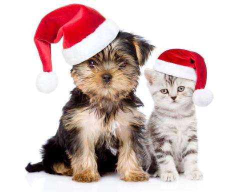 Pet Talk