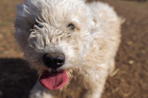 Understanding canine distemper virus and increased risk during summer