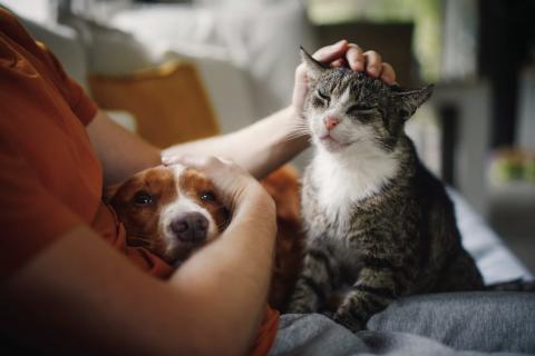 Pet Talk