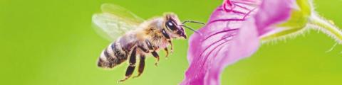 4-H Pollinator Habitat Ambassador training set