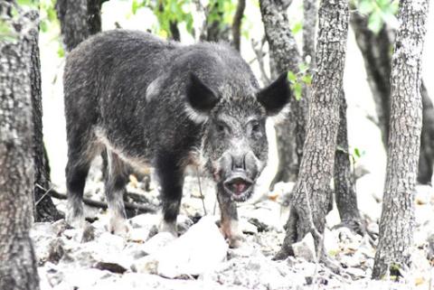 Texas leads in wild hog population