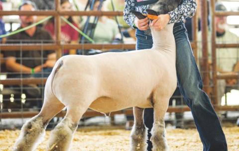 Naz Lamb Clinic, Jackpot