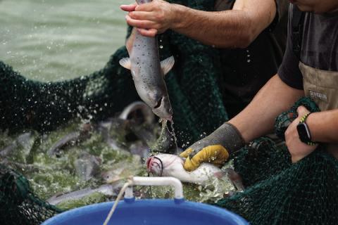 Production for Texas aquaculture remains steady, but producers have dealt with a host of challenges related to heat and drought, including higher water input costs, algal blooms and low dissolved oxygen levels due to high temperatures. (Laura McKenzie/Texas A&amp;M AgriLife)