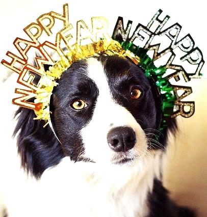 Barking in the New Year