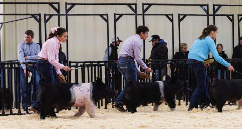 Castro County Livestock Show Results
