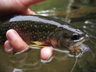 EMERGING UNDERSTANDING-- The author was recently pondering bugs and emergers and metamorphosis while walking the dog, but in the context of streamside and instream insects emerging to be feasted upon by hard feeding trout, and the frantic efforts of anglers to match the hatch, not about a man transforming into an insect.