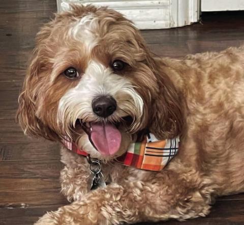 Jack Henry belongs to Terri Taylor. To enter your pet in the Hereford BRAND’s Pet Pic of the Week contest visit us on Facebook and submit your picture there. Winners receive a free one year online subscription to the Hereford BRAND or some Hereford BRAND merchandise. Winners need to come by 205 E. Park Avenue to the Brand office to claim their prize.