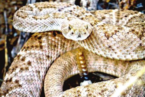 The Western diamondback is the most common rattlesnake to the West Texas region. Generally, poisonous snakes want no contact with humans and most snake bites are the result of humans being reckless or threatening to snakes