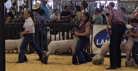 Rylee Scholz Class 16, 2nd with medium wool Class 21 7th with medium wool