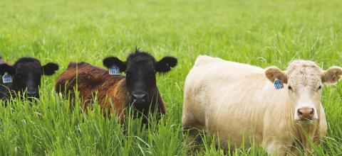 Beef cattle conference set