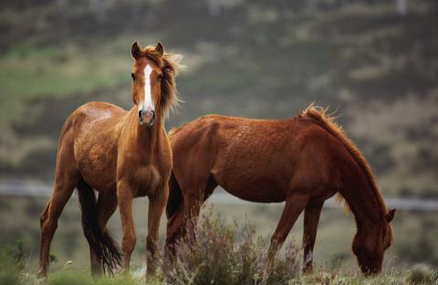 PASTURE TALK