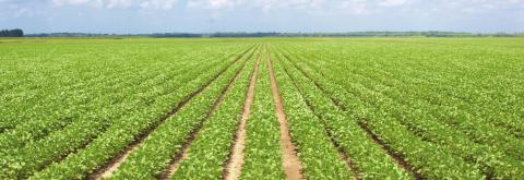 FSA reminds producers to file crop acreage reports