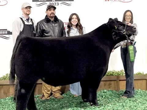 Nazareth FFA Kaimy Chaviera placed sixth with her Euro Cross Steer at the Fort Worth Stock Show.