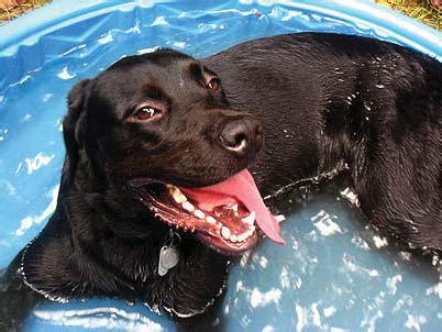 Dogs prone to heat stroke in summer