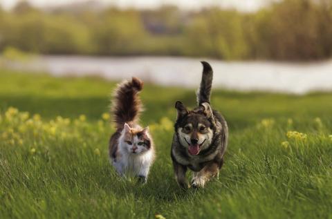 Pet Talk