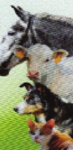 Pet Talk