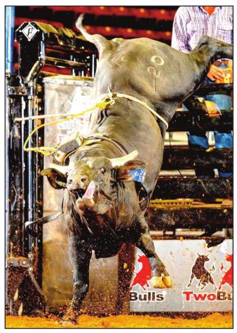 Amarillo bucking bull “Hey Bartender” competes for top bull.