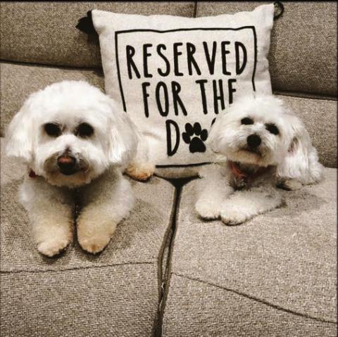 Teddy and Lola belong to Vanessa Gonzalez. To enter your pet in the Hereford BRAND’s Pet Pic of the Week contest visit us on Facebook and submit your picture there. Winners receive a free one year online subscription to the Hereford BRAND or some Hereford BRAND merchandise. Winners need to come by 205 E. Park Avenue to the Brand office to claim their prize.