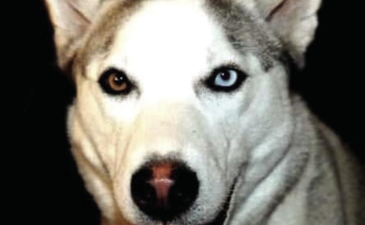 Layla belongs to Angie Arguijo. To enter your pet in the Hereford BRAND’s Pet Pic of the Week contest visit us on Facebook and submit your picture there. Winners receive a free one year online subscription to the Hereford BRAND or some Hereford BRAND merchandise. Winners need to come by 205 E. Park Avenue to the Brand office to claim their prize.