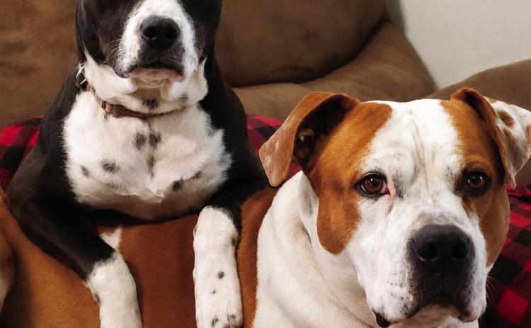 Khloe and Killer belong to Prescillia Valadez. To enter your pet in the Hereford BRAND’s Pet Pic of the Week contest visit us on Facebook and submit your picture there. Winners receive a free one year online subscription to the Hereford BRAND or some Hereford BRAND merchandise. Winners need to come by 205 E. Park Avenue to the Brand office to claim their prize.