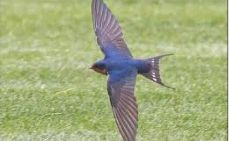 Barn, cliff swallows are mighty mites of insect consumption