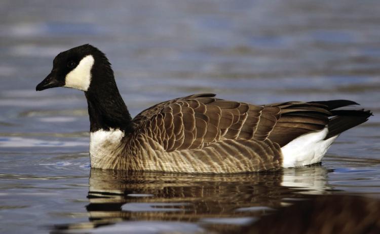 SUSCEPTIBLE SORTS--Diminutive cackling geese such as this one that are common on the Hereford Aquatic Park Pond are particularly susceptible to avian flu currently making the rounds. Exercise caution if you find goose carcasses or encounter wild geese that don't flee from humans as they normally do.