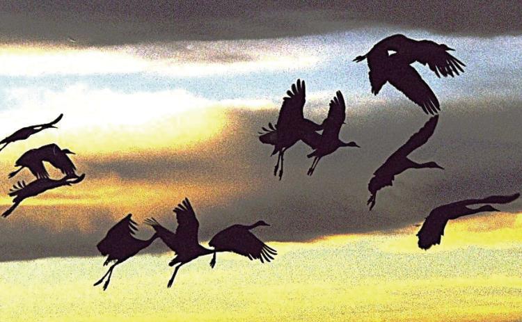 SKY MAGIC--Whether the wait is for sunrise sandhill cranes, or mallards or geese, the interval from night to dawn brings nature's masterpiece of colors and shading sufficient to leave one awestruck and mindful of the Maker of these wonders. (Photo by Jim Steiert)