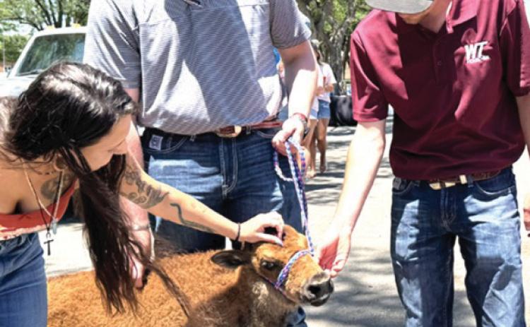 WTAMU recently a buffalo calf to become the new mascot as ‘Thunder XVI.’