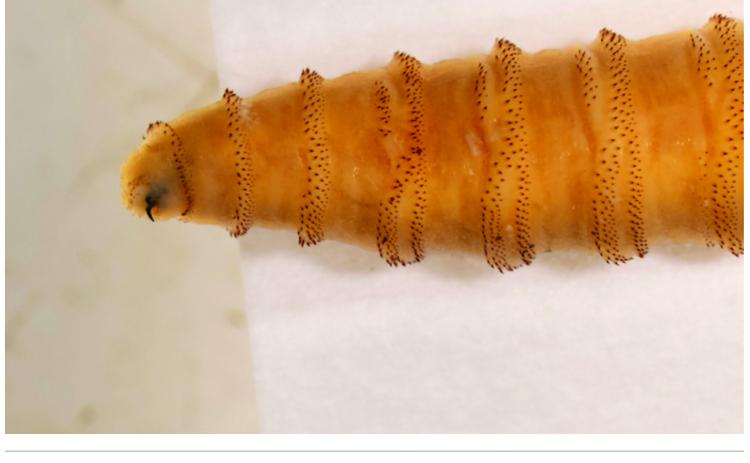 Abbott launches free New World screwworm inspector training