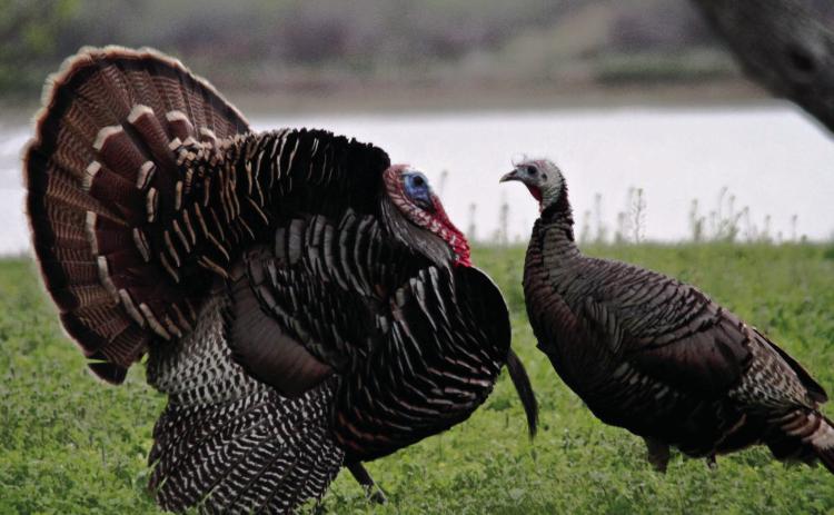 Regulations comment, Grassland Incentive deadlines nearing