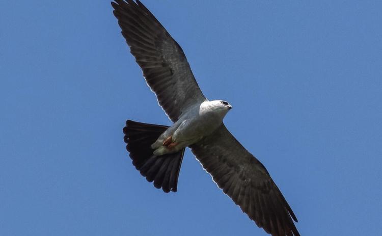 Mississippi Kite