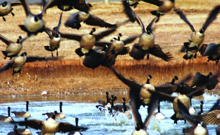 AWAITING IMMUNITY--Cackling and Canada geese flush from the Hereford Aquatic Park Pond, the site of goose mortalities in December from Avian Influenza. Goose mortalities have also occurred in Amarillo and Lubbock. As geese stay exposed over a longer time period, immunity is apparently building in the population and fewer mortalities are expected as spring migration builds. (Photo by Jim Steiert)