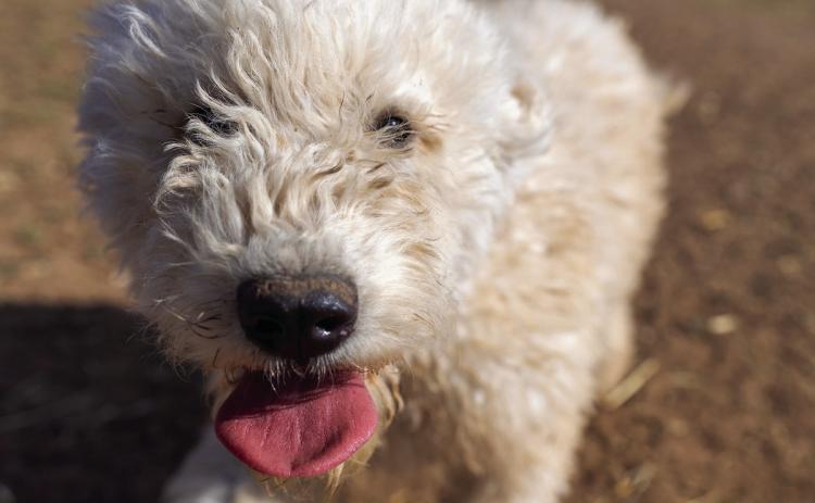 Understanding canine distemper virus and increased risk during summer