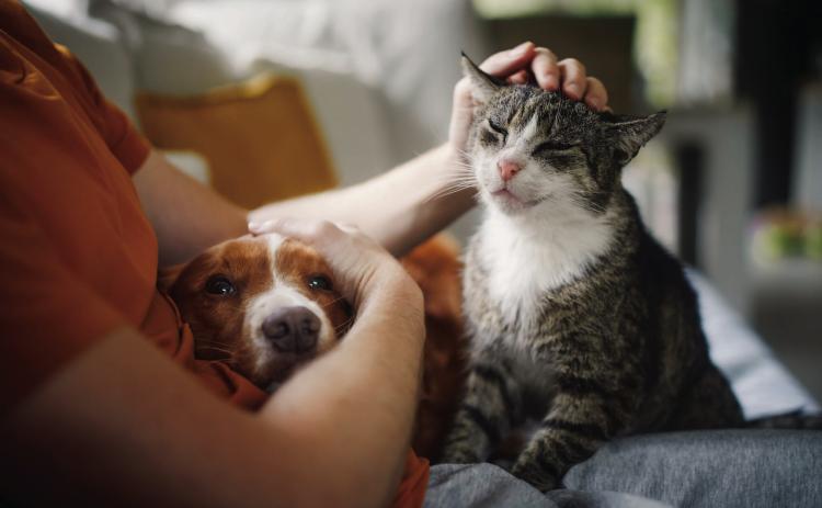 Pet Talk