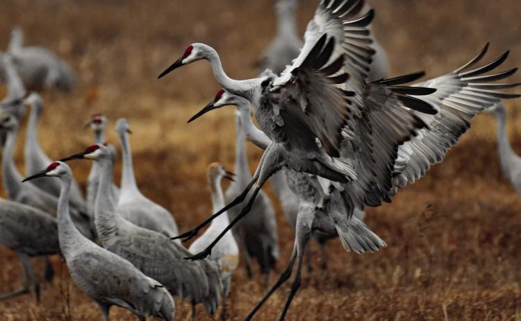 PRESSURE BEARS WATCHING--Sandhill cranes are a familiar feature of fall and winter days in the Panhandle and South Plains, their trilling bugling equated by the great naturalist Alldo Leopold to 'the trumpet call of evolution.' A challenging but rewarding bird to hunt over decoys, their harvest is being watched closely by the Texas Parks and Wildlife Department.