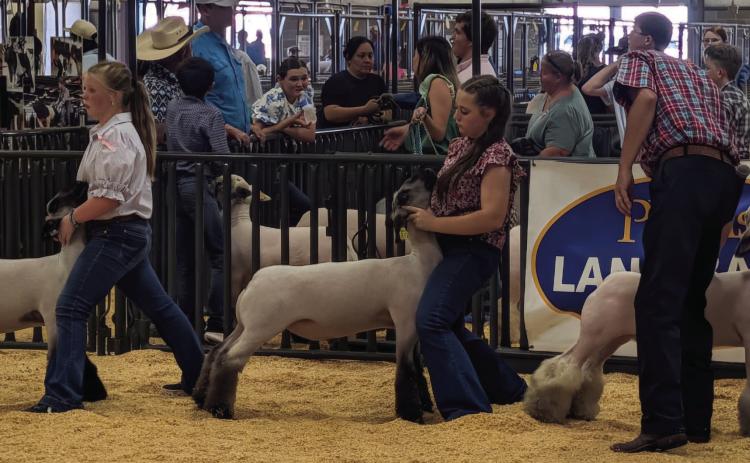 Rylee Scholz Class 16, 2nd with medium wool Class 21 7th with medium wool