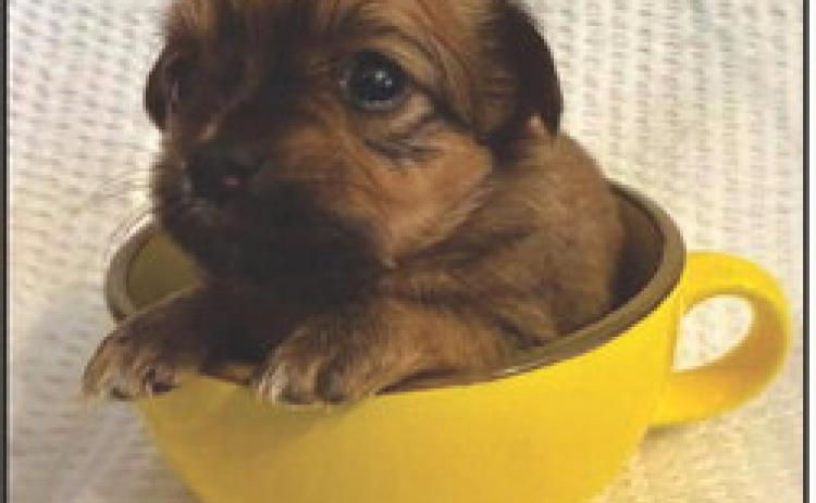 Pet Pic of the Week