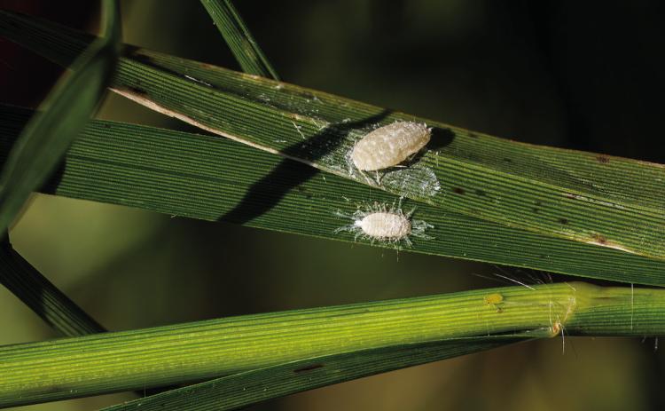 Pasture mealybugs are expanding rapidly and damaging pastures in a growing number of Texas counties. (Hannah Harrison/Texas A&amp;M AgriLife)
