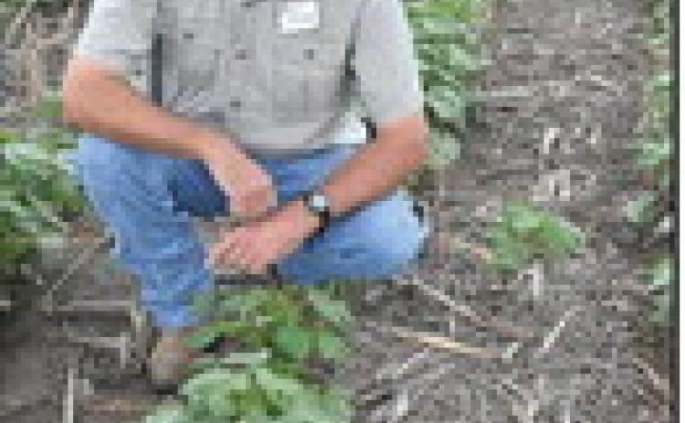 MAKING THE CHANGEBarry Evans of Kress in Swisher County, a cotton and grain sorghum producer, has proved a man ahead of his time, steadily transitioning to dryland farming from irrigated farming in recent years. (Photo by Jim Steiert)