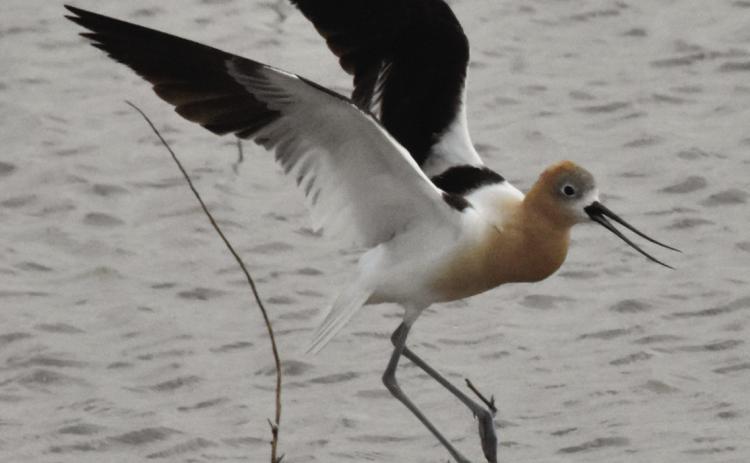 Shorebird field day set for August 26 at Nazareth