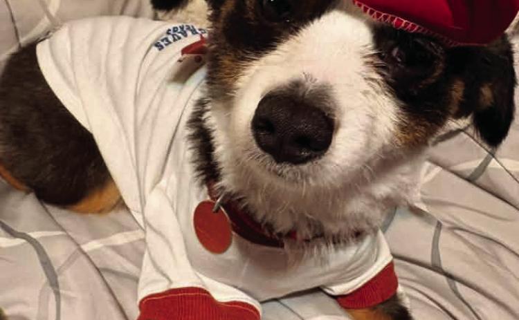 Blitz belongs to Rita Balderaz. To enter your pet in the Hereford BRAND’s Pet Pic of the Week contest visit us on Facebook and submit your picture there. Winners receive a free one year online subscription to the Hereford BRAND or some Hereford BRAND merchandise. Winners need to come by 205 E. Park Avenue to the Brand office to claim their prize.